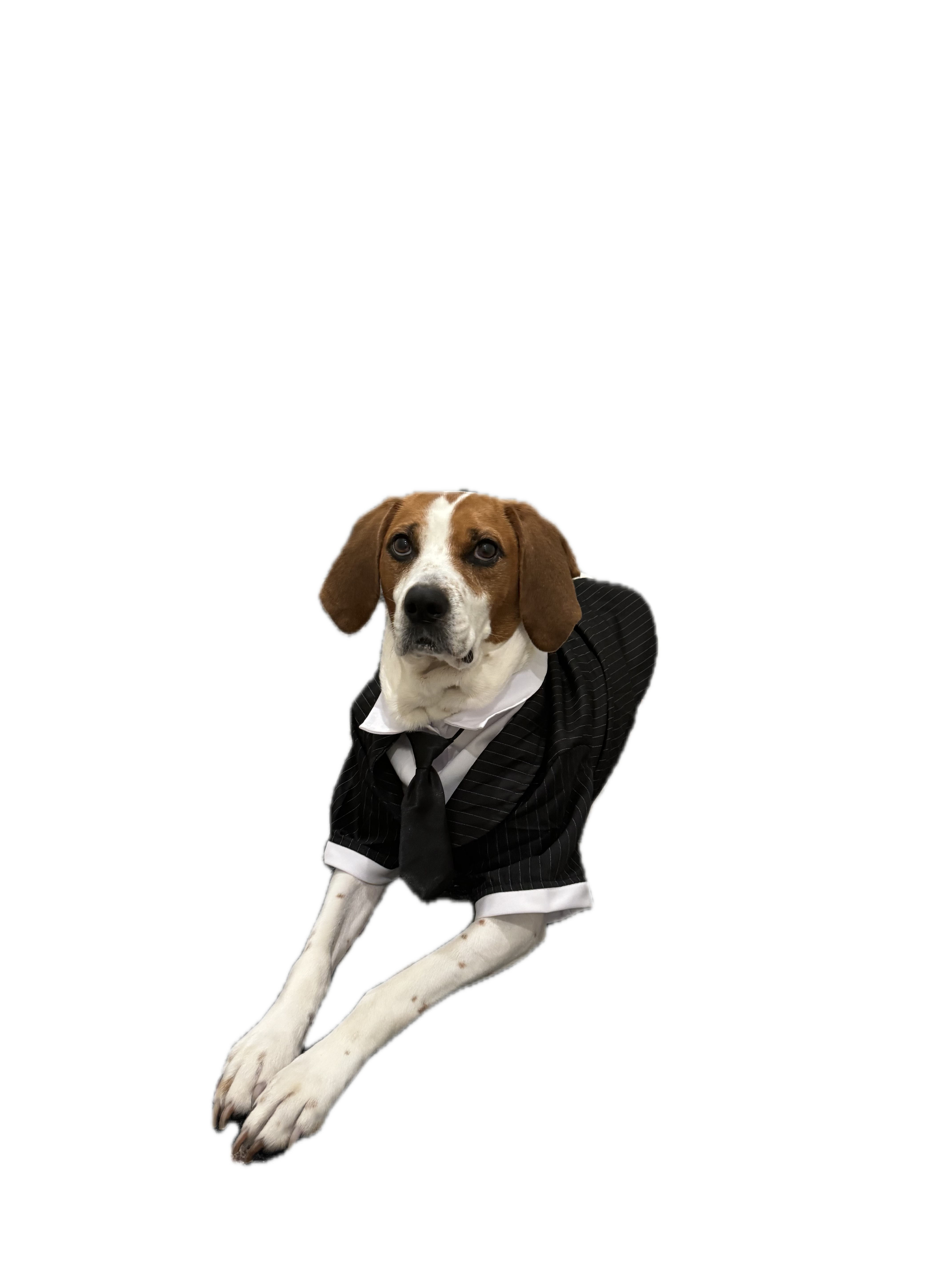 Echo D. Bones - Attorney at Paw